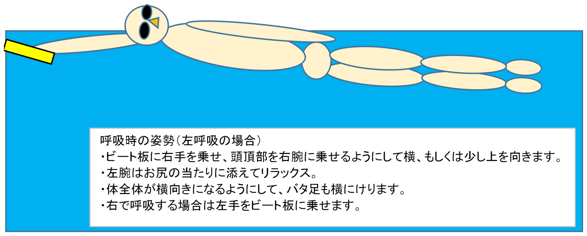 水泳初心者の方必見！クロールの呼吸が上達するコツ・ポイントを解説！ – まいにちキャメルクラッチ